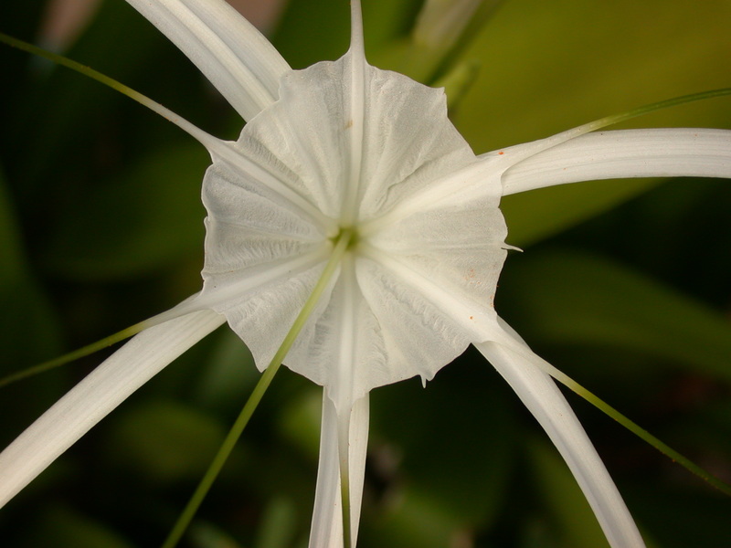 Hymenocallis littoralis